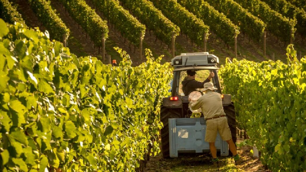 NHVR Review Best Practices for the Packing for Wine Transport