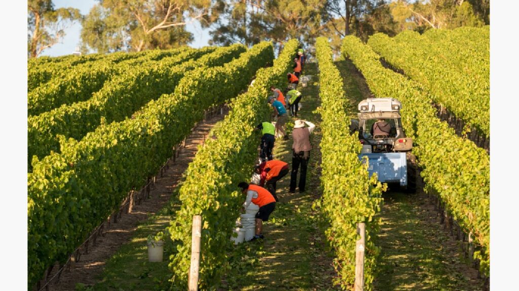 NHVR's vision for the grape and wine transport industry